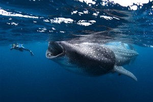whale-shark-swarm-yucatan-peninsula-diver_36481_600x450